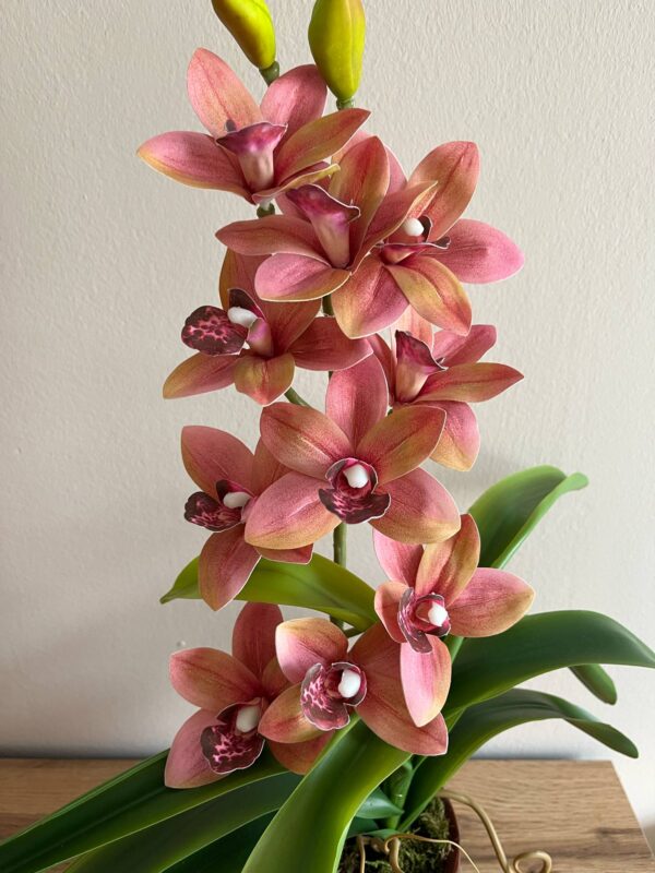 Élethű locsolásmentes cymbidium orchidea -barack,  színátmenetes kerámia kaspóban - Image 3