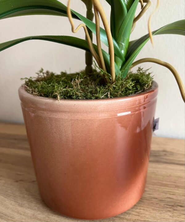 Élethű locsolásmentes cymbidium orchidea -barack,  színátmenetes kerámia kaspóban - Image 2