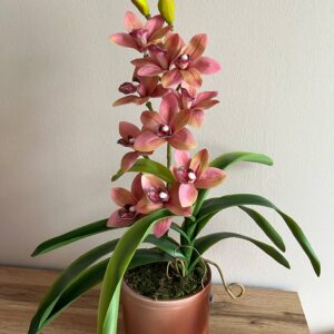 Élethű locsolásmentes cymbidium orchidea -barack,  színátmenetes kerámia kaspóban