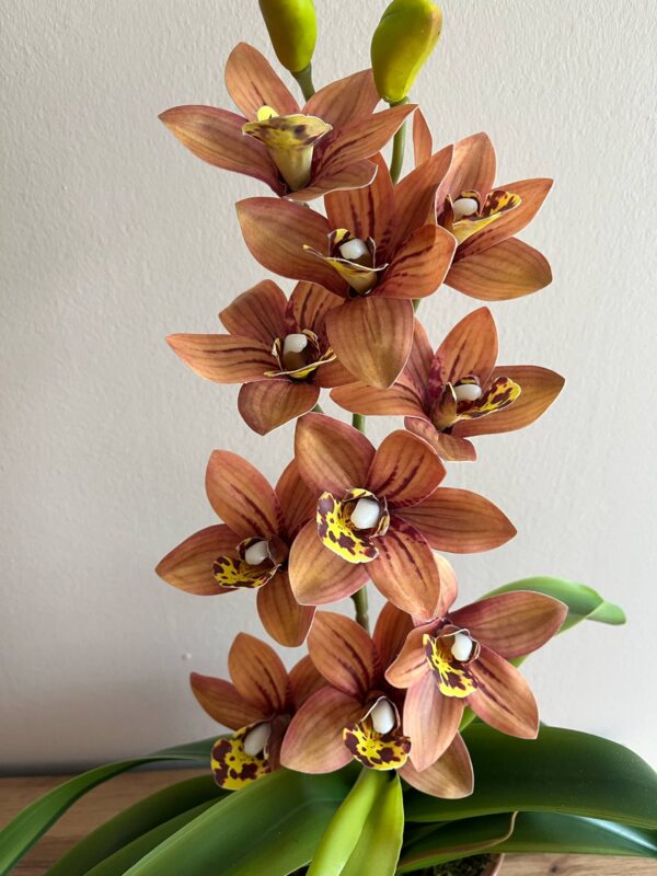 Élethű, locsolásmentes cymbidium orchidea színátmenetes kerámia kaspóban - Image 3
