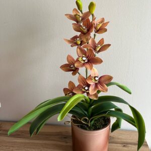 Élethű, locsolásmentes cymbidium orchidea színátmenetes kerámia kaspóban
