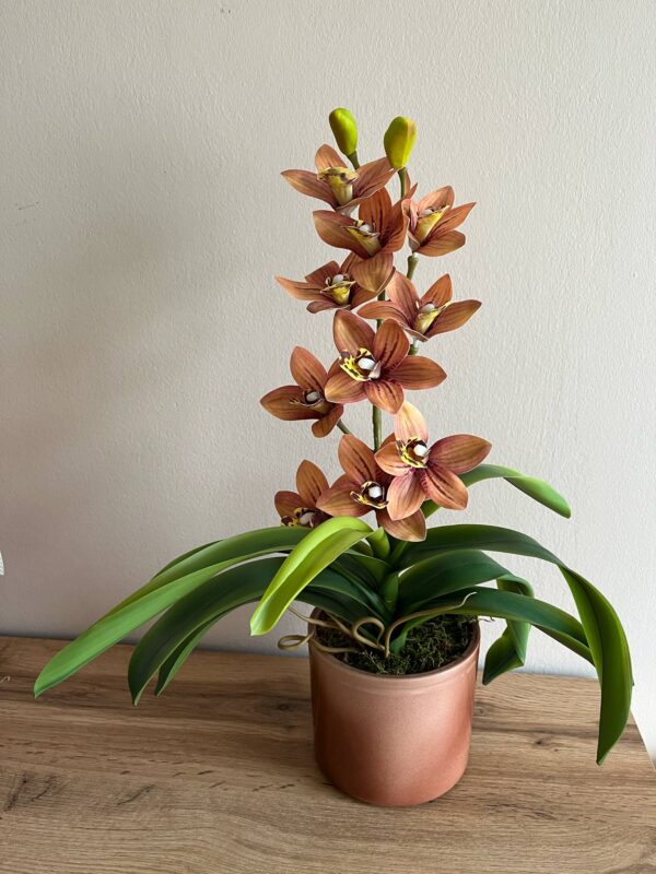 Élethű, locsolásmentes cymbidium orchidea színátmenetes kerámia kaspóban