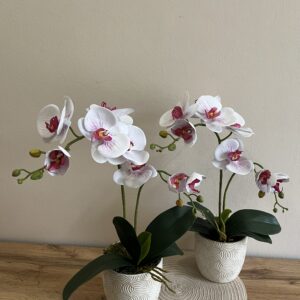 Élethű, locsolásmentes 2 ágú lepkeorchidea-magenta cirkás