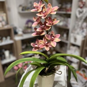 Élethű cymbidium orchidea-vaníliás barack