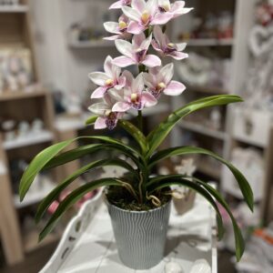 Élethű cymbidium orchidea-púder