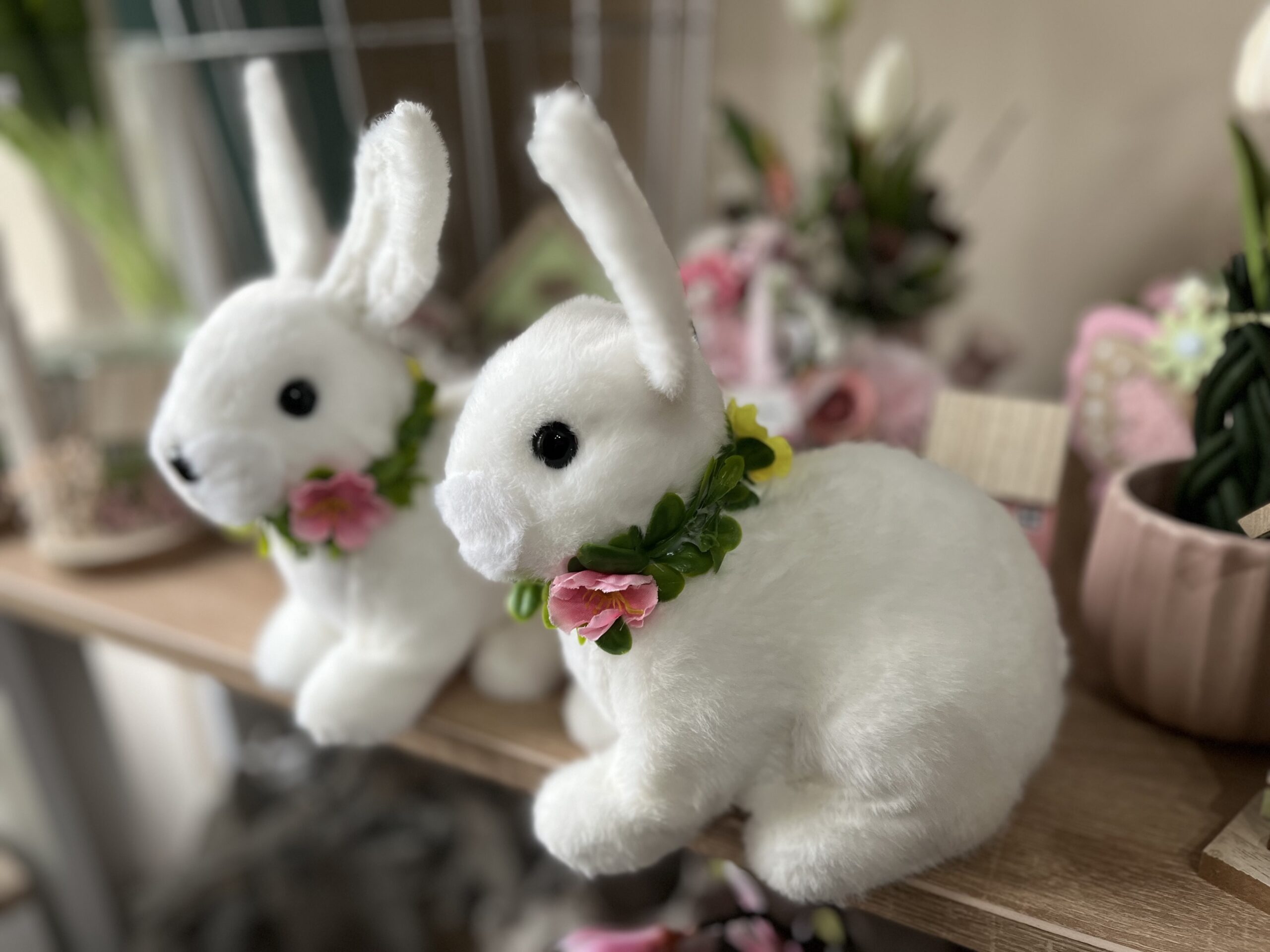 Silky nyuszi - Image 3